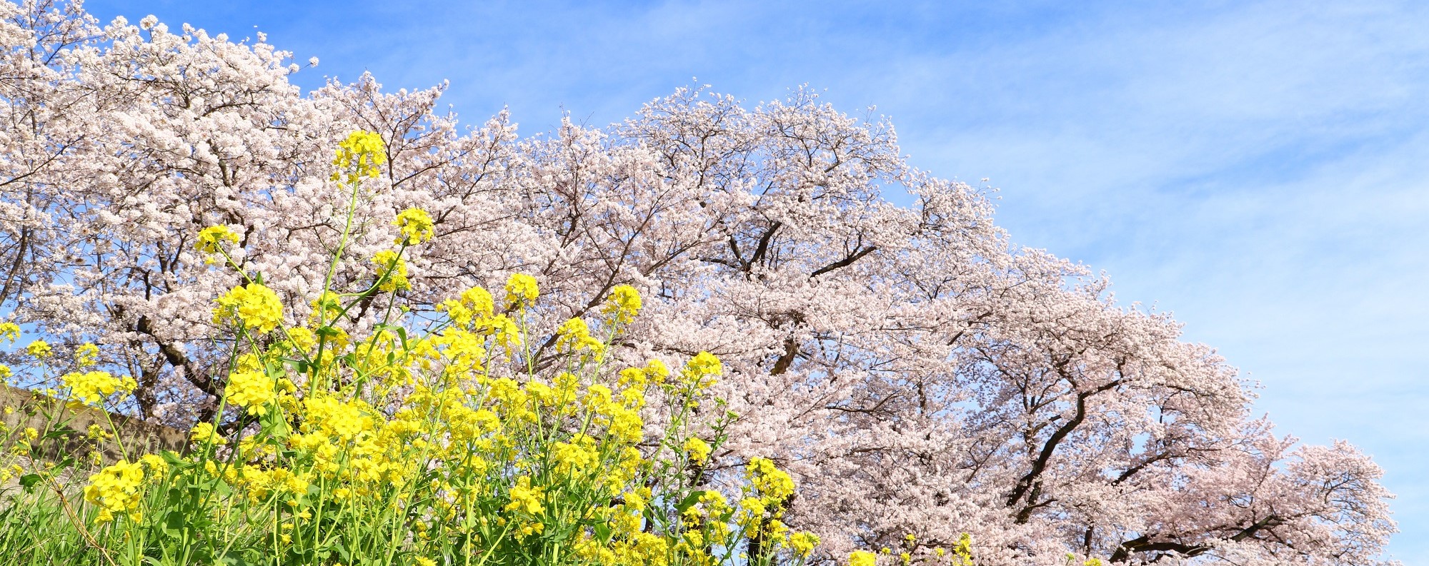 スライドショー画像（尾関山公園桜土手）