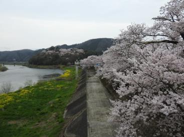 尾関山桜土手写真