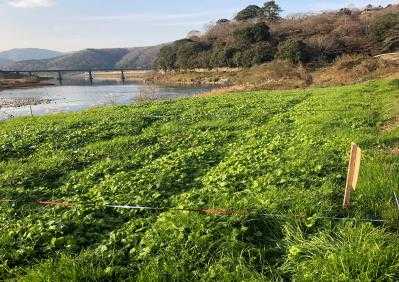 寒い冬に耐えながら開花への下準備中ですの画像1